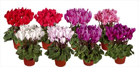 Foto de variedad de flores para ser usadas como: Maceta y planta de temporada Cyclamen persicum mini Super Serie®s Verano Mix