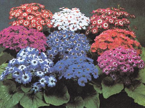 Foto de variedad de flores para ser usadas como: Maceta y planta de temporada Senecium Cineraria Moll