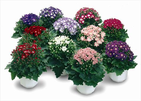 Foto de variedad de flores para ser usadas como: Maceta y planta de temporada Senecium Cineraria Star Wars