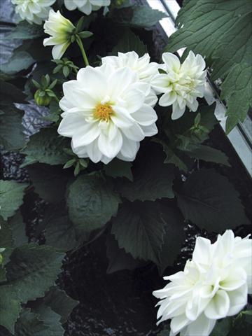 Foto de variedad de flores para ser usadas como: Maceta y planta de temporada Dahlia Royal Dahlietta