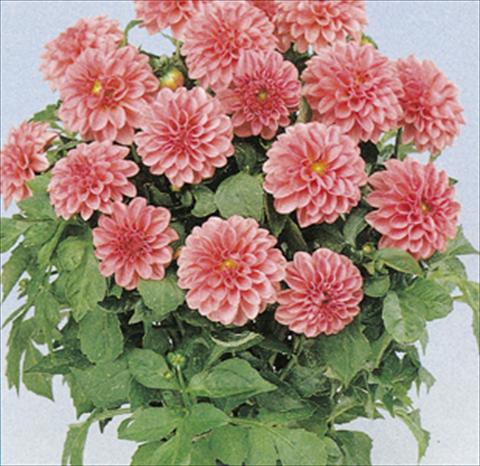 Foto de variedad de flores para ser usadas como: Maceta y planta de temporada Dahlia Royal Dahlietta Emily