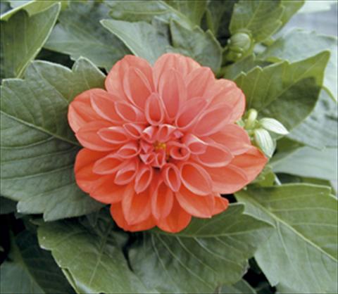 Foto de variedad de flores para ser usadas como: Maceta y planta de temporada Dahlia Royal Dahlietta Rachel