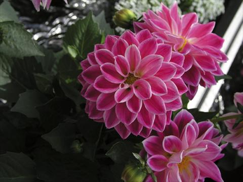 Foto de variedad de flores para ser usadas como: Maceta y planta de temporada Dahlia Royal Dahlietta Red & Orange