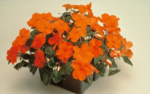 Foto de variedad de flores para ser usadas como: Maceta y planta de temporada Impatiens walleriana Folletto Arancio