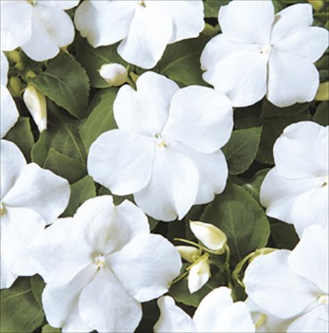 Foto de variedad de flores para ser usadas como: Maceta y planta de temporada Impatiens walleriana Folletto Bianco