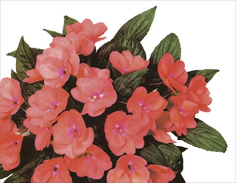 Foto de variedad de flores para ser usadas como: Maceta y planta de temporada Impatiens N. Guinea Paradise® Grenada