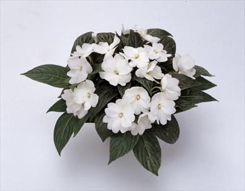 Foto de variedad de flores para ser usadas como: Maceta y planta de temporada Impatiens N. Guinea Paradise® Moorea