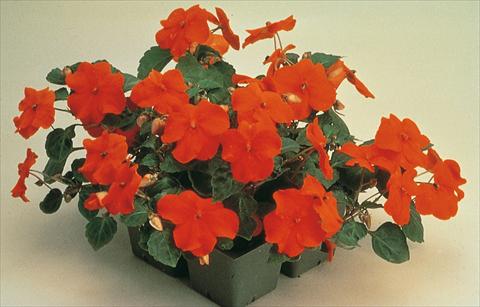 Foto de variedad de flores para ser usadas como: Maceta y planta de temporada Impatiens walleriana Folletto Rosso Scarlatto