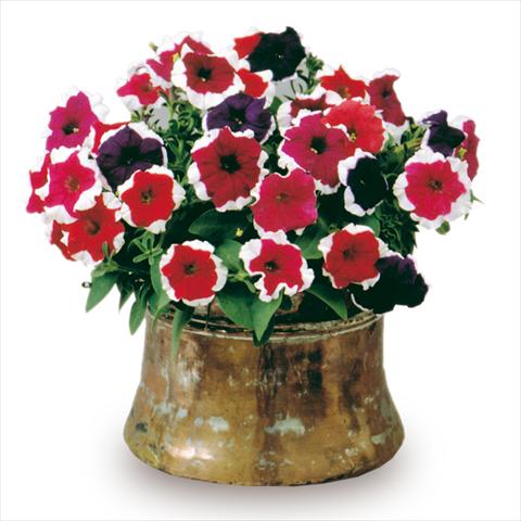 Foto de variedad de flores para ser usadas como: Planta de temporada / borde del macizo Petunia x hybrida Candy Mix