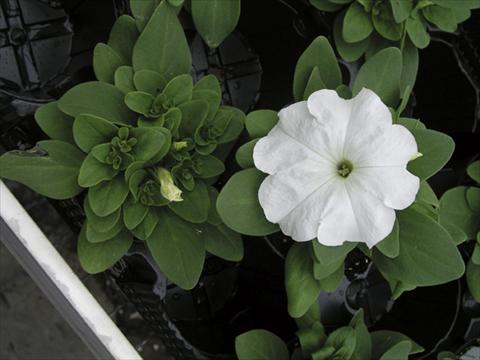 Foto de variedad de flores para ser usadas como: Planta de temporada / borde del macizo Petunia x hybrida Compatta Bianco