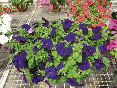 Foto de variedad de flores para ser usadas como: Planta de temporada / borde del macizo Petunia x hybrida Compatta Blu