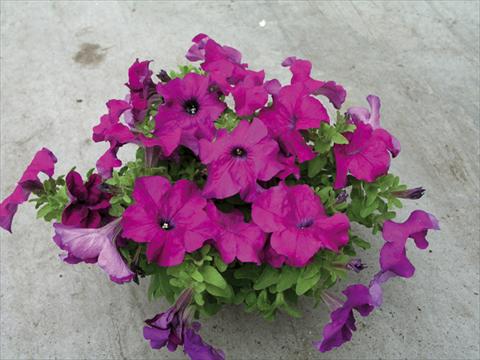Foto de variedad de flores para ser usadas como: Planta de temporada / borde del macizo Petunia x hybrida Compatta Porpora