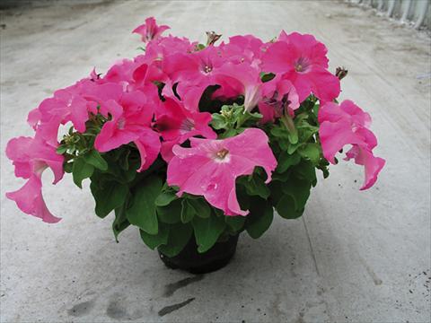 Foto de variedad de flores para ser usadas como: Planta de temporada / borde del macizo Petunia x hybrida Compatta Rosa Scuro