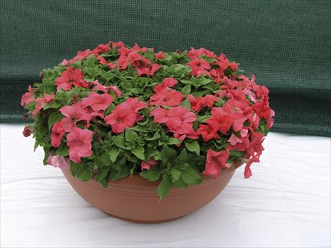 Foto de variedad de flores para ser usadas como: Planta de temporada / borde del macizo Petunia x hybrida Compatta Rosa Salmone