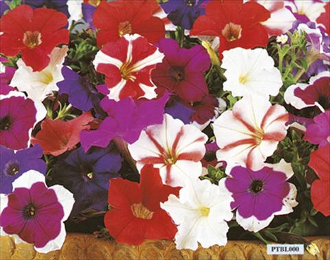 Foto de variedad de flores para ser usadas como: Planta de temporada / borde del macizo Petunia x hybrida Bella F1 Mix