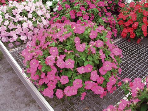 Foto de variedad de flores para ser usadas como: Tarrina de colgar / Maceta Petunia x hybrida Nuvolari