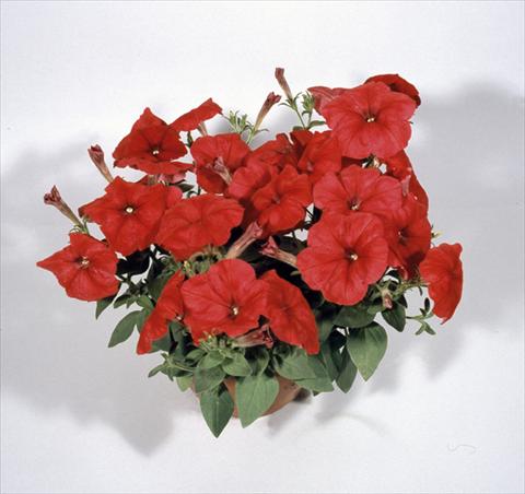 Foto de variedad de flores para ser usadas como: Tarrina de colgar / Maceta Petunia x hybrida Nuvolari