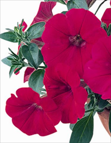 Foto de variedad de flores para ser usadas como: Planta de temporada / borde del macizo Petunia x hybrida Nuvolari Cherry
