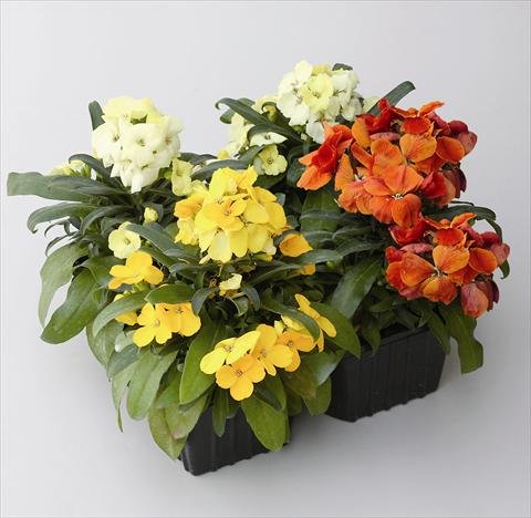 Foto de variedad de flores para ser usadas como: Planta de temporada / borde del macizo Cheiranthus cherii Pirata Mix