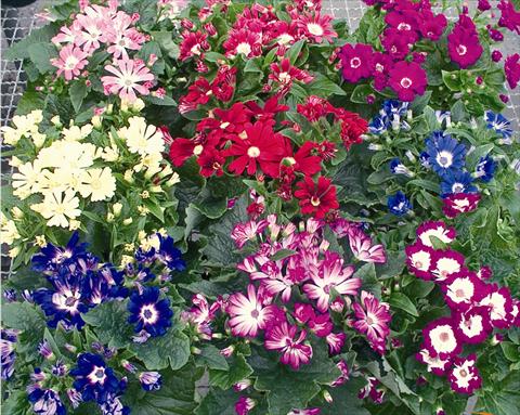 Foto de variedad de flores para ser usadas como: Tarrina de colgar / Maceta Senecium cineraria Vesna