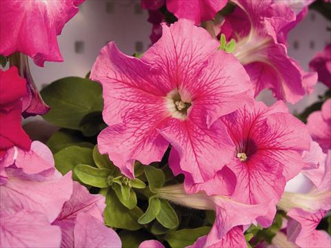 Foto de variedad de flores para ser usadas como: Planta de temporada / borde del macizo Petunia x hybrida Compatta Rosa