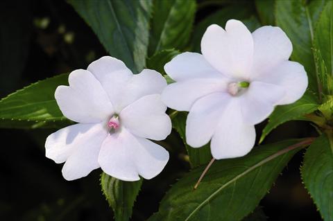 Foto de variedad de flores para ser usadas como: Planta de temporada / borde del macizo Impatiens N. Guinea SunPatiens® Compact White
