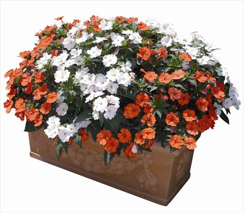 Foto de variedad de flores para ser usadas como: Planta de temporada / borde del macizo Impatiens N. Guinea SunPatiens® Compact