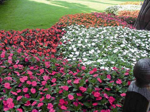 Foto de variedad de flores para ser usadas como: Planta de temporada / borde del macizo Impatiens N. Guinea SunPatiens®