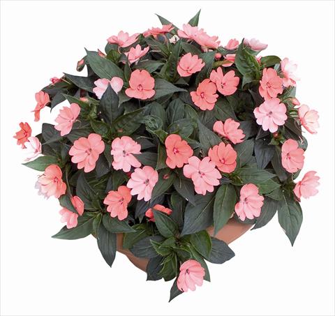 Foto de variedad de flores para ser usadas como: Planta de temporada / borde del macizo Impatiens N. Guinea SunPatiens® Compact Blush Pink
