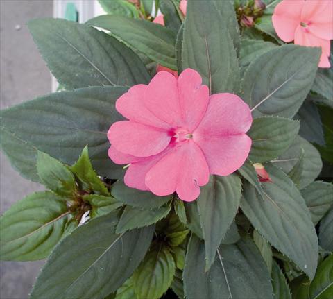 Foto de variedad de flores para ser usadas como: Planta de temporada / borde del macizo Impatiens N. Guinea SunPatiens® Compact Lavander