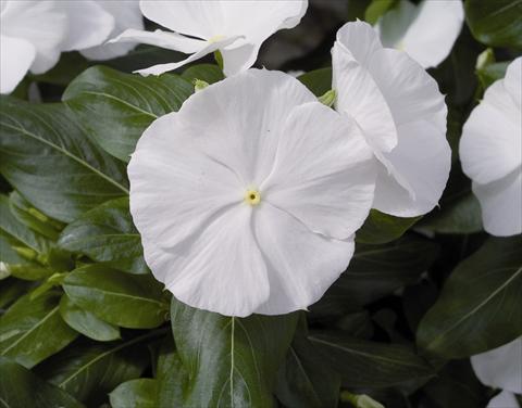 Foto de variedad de flores para ser usadas como: Planta de temporada / borde del macizo Catharanthus roseus - Vinca Cora F1 White