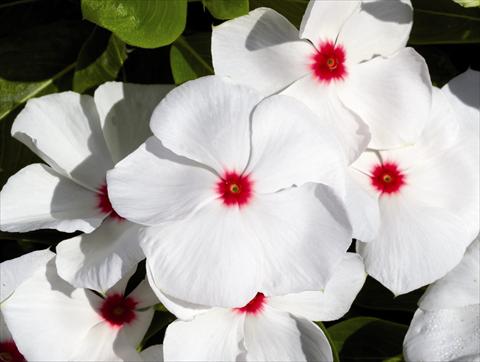 Foto de variedad de flores para ser usadas como: Planta de temporada / borde del macizo Catharanthus roseus - Vinca Egeo F1 White