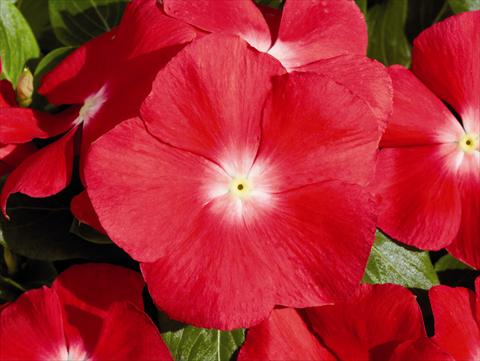 Foto de variedad de flores para ser usadas como: Planta de temporada / borde del macizo Catharanthus roseus - Vinca Egeo F1 Cherry Red