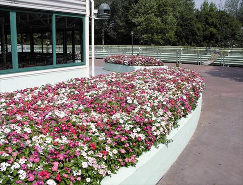 Foto de variedad de flores para ser usadas como: Planta de temporada / borde del macizo Catharanthus roseus - Vinca Egeo F1