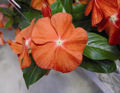 Foto de variedad de flores para ser usadas como: Planta de temporada / borde del macizo Catharanthus roseus - Vinca Egeo F1 Orange