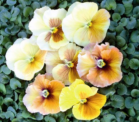 Foto de variedad de flores para ser usadas como: Planta de temporada / borde del macizo Viola wittrockiana Early Florian