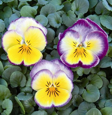 Foto de variedad de flores para ser usadas como: Planta de temporada / borde del macizo Viola wittrockiana Radiance