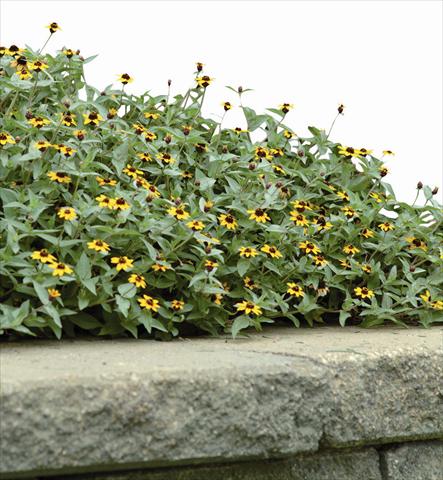 Foto de variedad de flores para ser usadas como: Planta de temporada / borde del macizo Zinnia maritima Solcito Yellow