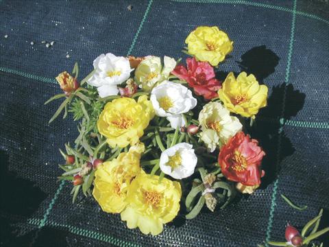 Foto de variedad de flores para ser usadas como: Maceta y planta de temporada Portulaca Margherita Mix