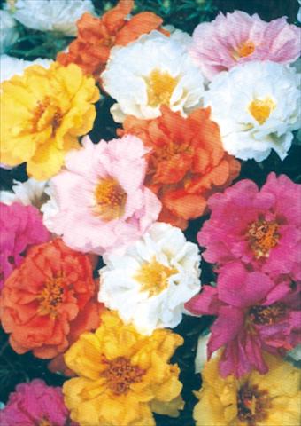 Foto de variedad de flores para ser usadas como: Maceta y planta de temporada Portulaca Sundial Mix