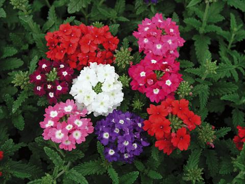 Foto de variedad de flores para ser usadas como: Maceta o cesta de trasplante Verbena Tuscany mix