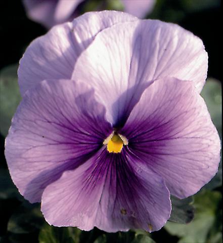 Foto de variedad de flores para ser usadas como: Planta de temporada / borde del macizo Viola wittrockiana Super Florian