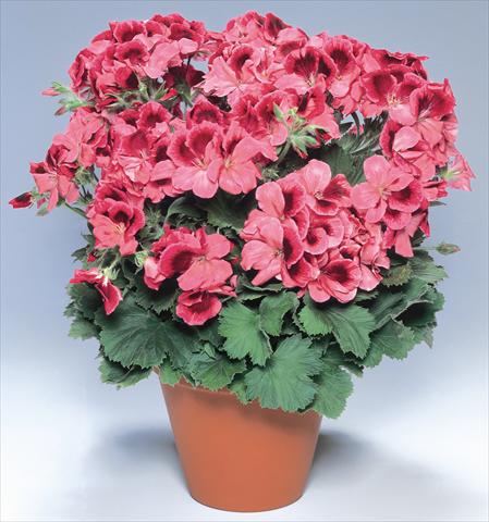 Foto de variedad de flores para ser usadas como: Maceta Pelargonium grandiflorum pac® Aristo® Apricot