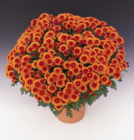 Foto de variedad de flores para ser usadas como: Maceta y planta de temporada Chrysanthemum Arfeu