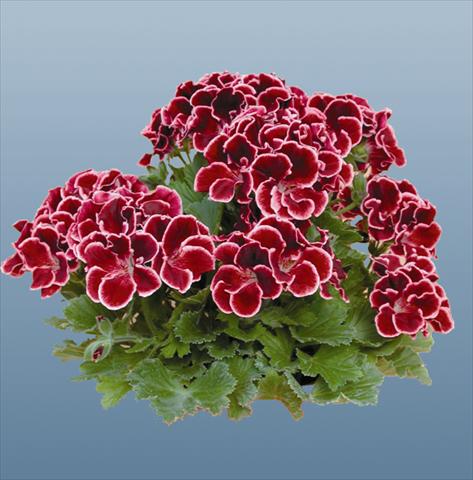 Foto de variedad de flores para ser usadas como: Maceta Pelargonium grandiflorum pac® Aristo® Beauty
