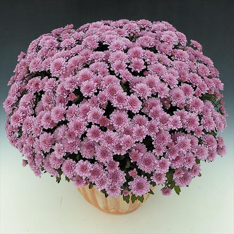 Foto de variedad de flores para ser usadas como: Maceta y planta de temporada Chrysanthemum BonBon Rosé