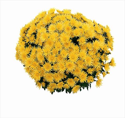 Foto de variedad de flores para ser usadas como: Maceta Chrysanthemum Cine