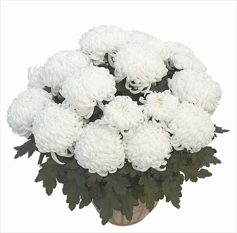Foto de variedad de flores para ser usadas como: Maceta Chrysanthemum Clapoti Blanc
