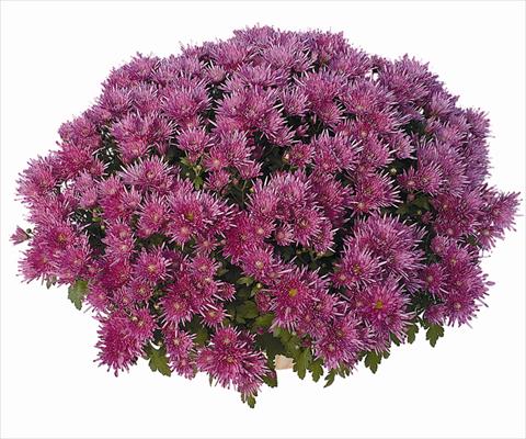 Foto de variedad de flores para ser usadas como: Maceta Chrysanthemum Corto