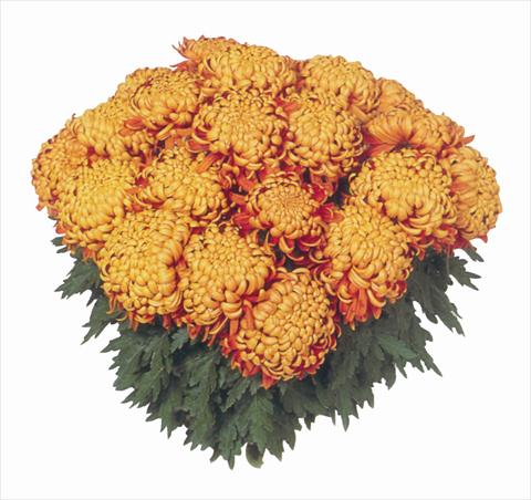 Foto de variedad de flores para ser usadas como: Maceta Chrysanthemum India
